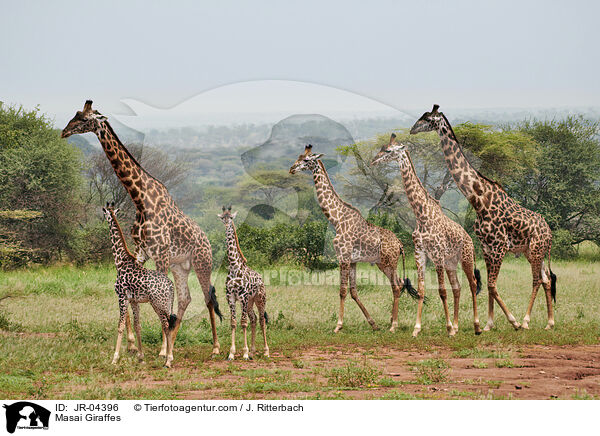 Masai Giraffes / JR-04396