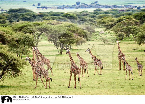 Masai Giraffes / JR-04484