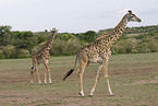 masai giraffes