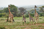 Masai Giraffes