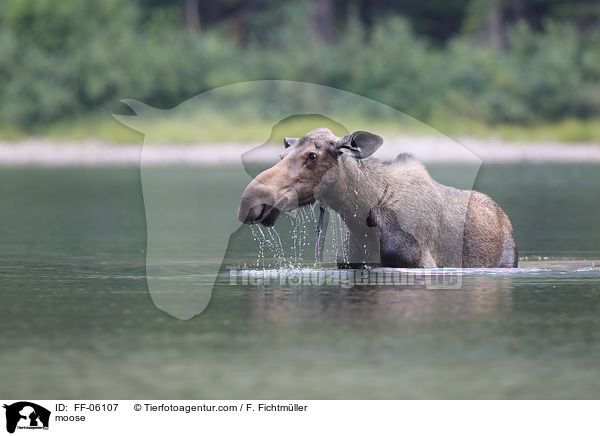 Elch / moose / FF-06107