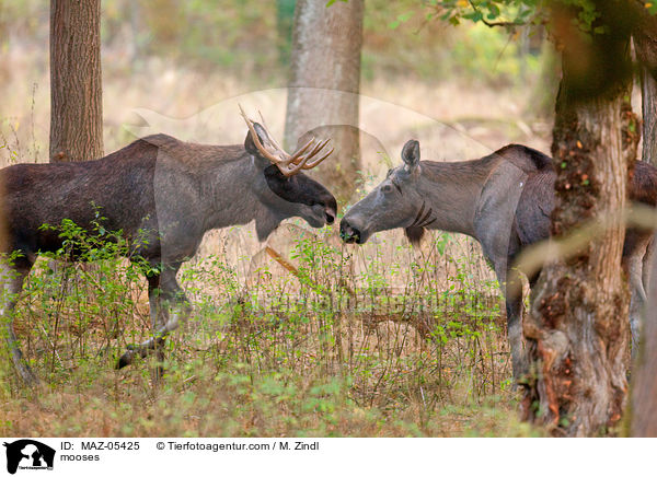 Elche / mooses / MAZ-05425