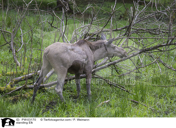 stehender Elch / standing Elk / PW-03170