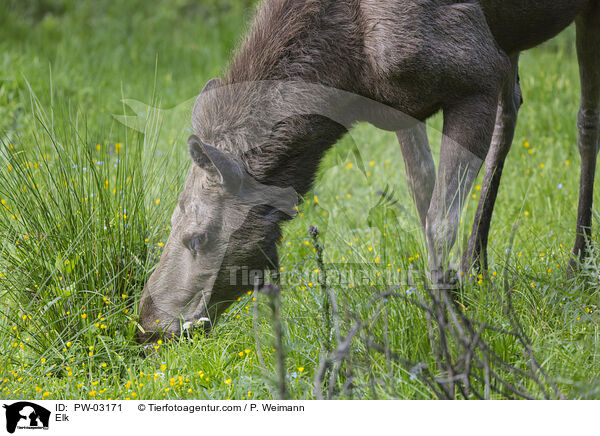 Elch / Elk / PW-03171