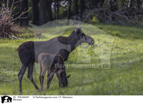 Elche / Mooses / PW-08487