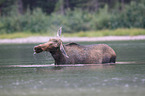 moose