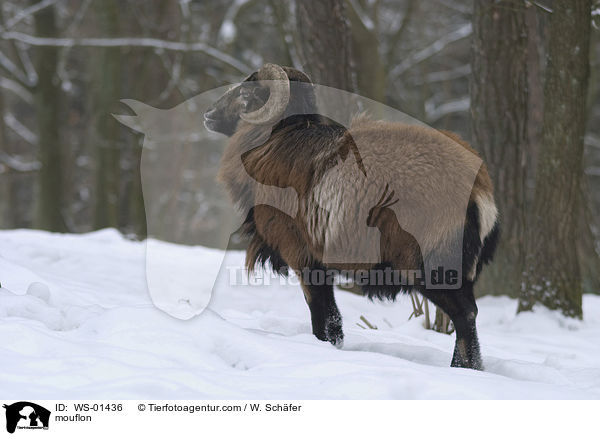 mouflon / WS-01436