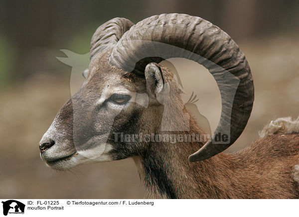 mouflon Portrait / FL-01225