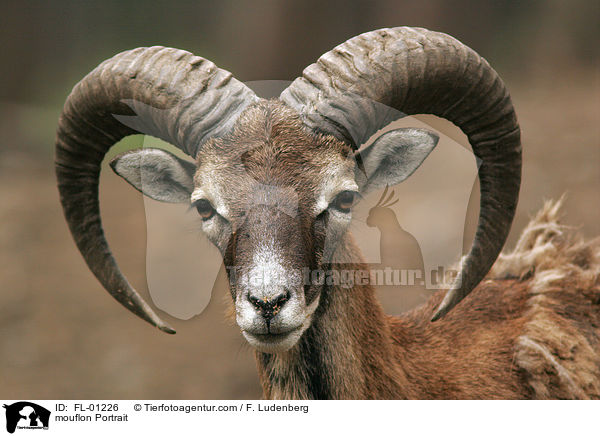 mouflon Portrait / FL-01226
