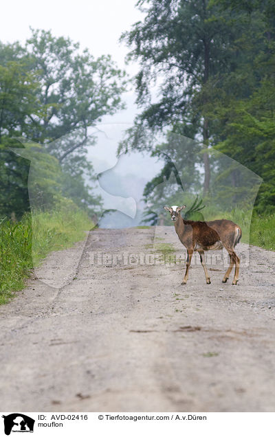 Mufflon / mouflon / AVD-02416