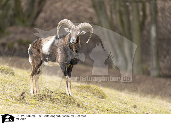 mouflon / WS-08369