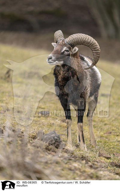 mouflon / WS-08365