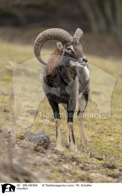 mouflon / WS-08366