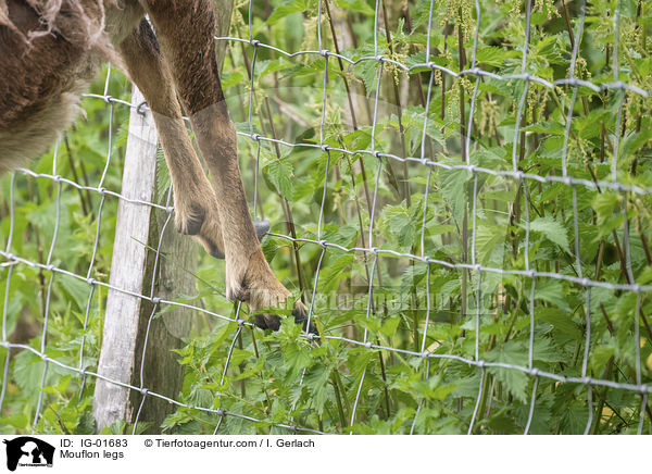 Mouflon legs / IG-01683