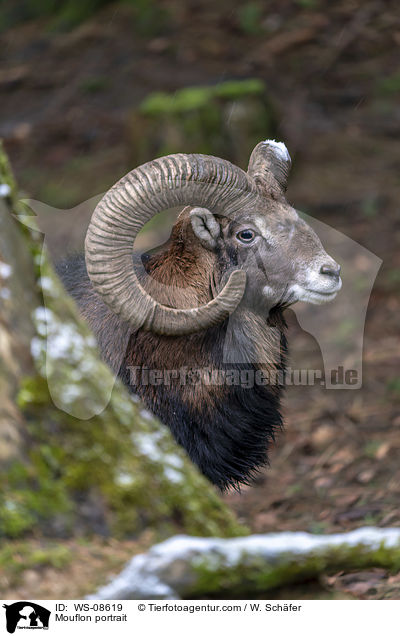 Mouflon portrait / WS-08619