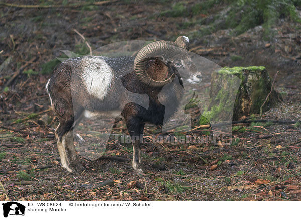 standing Mouflon / WS-08624