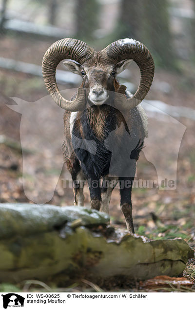 stehender Mufflon / standing Mouflon / WS-08625