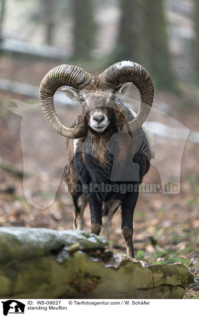 stehender Mufflon / standing Mouflon / WS-08627