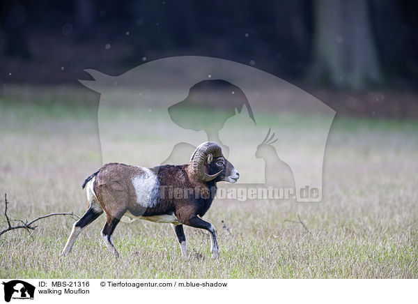 walking Mouflon / MBS-21316