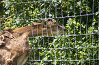 Mouflon portrait