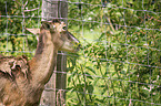 Mouflon portrait