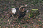 standing Mouflon