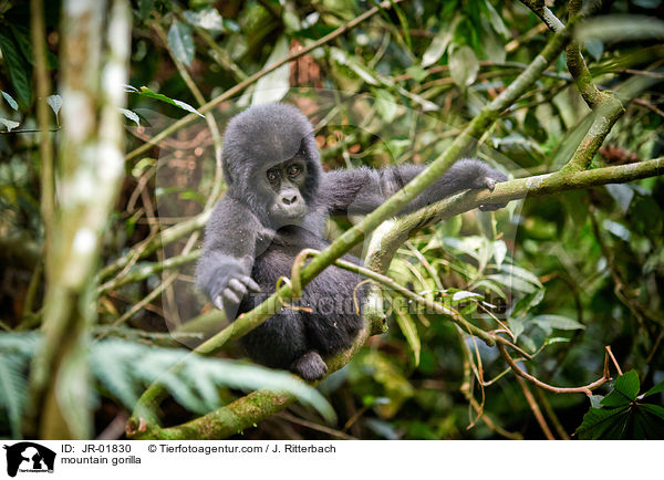 Berggorilla / mountain gorilla / JR-01830