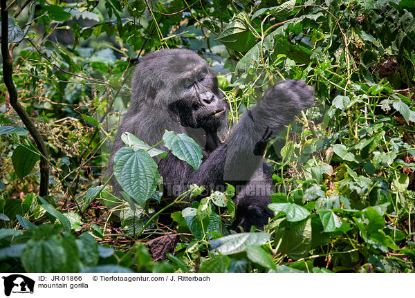 mountain gorilla / JR-01866