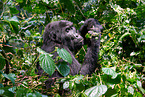 mountain gorilla