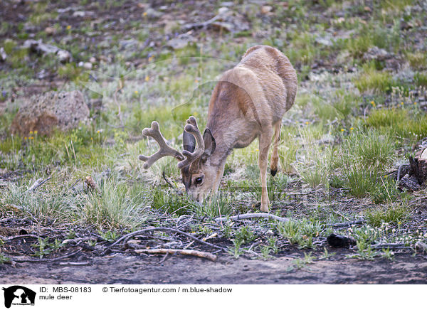 Maultierhirsch / mule deer / MBS-08183