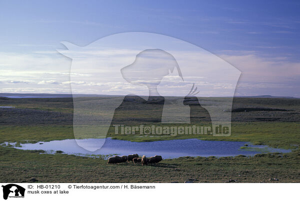 Moschusochsen am See / musk oxes at lake / HB-01210