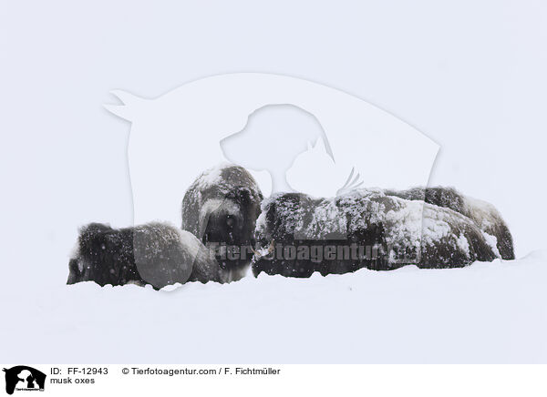 Moschusochsen / musk oxes / FF-12943