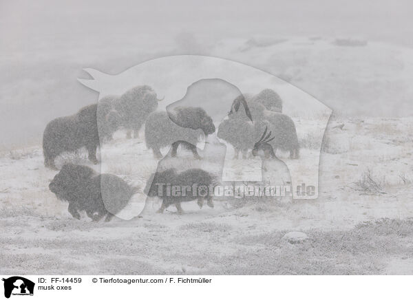 musk oxes / FF-14459
