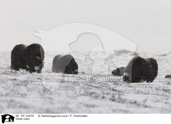 Moschusochsen / musk oxes / FF-14470