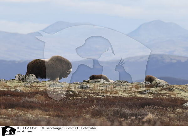 musk oxes / FF-14496