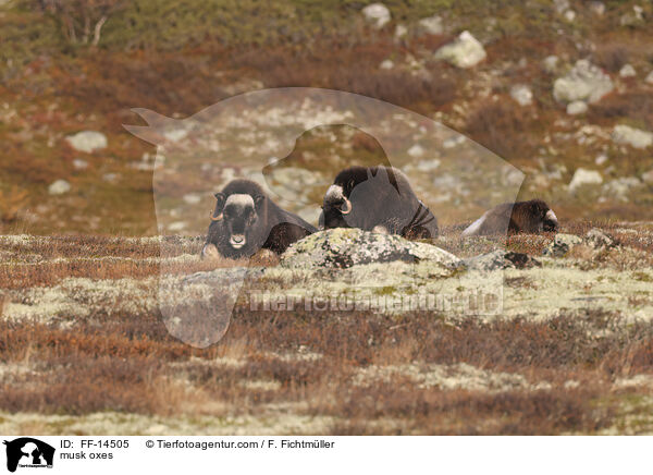 musk oxes / FF-14505