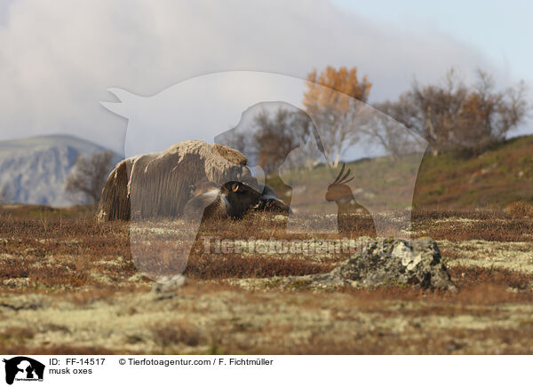 musk oxes / FF-14517