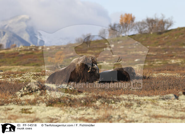 musk oxes / FF-14518
