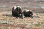 musk oxes