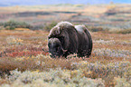 musk ox