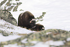 musk oxes