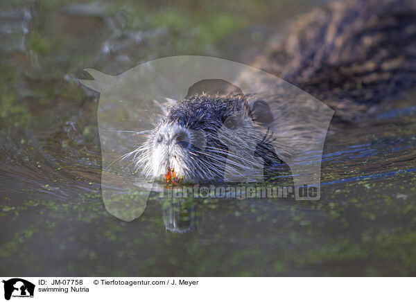 schwimmender Nutria / swimming Nutria / JM-07758