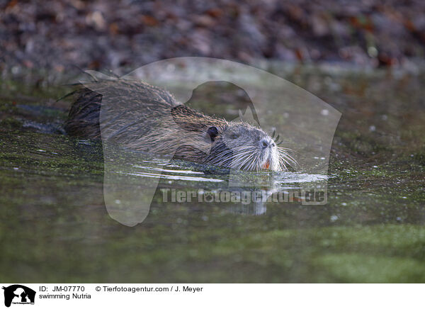 schwimmender Nutria / swimming Nutria / JM-07770