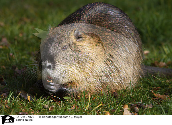 fressender Nutria / eating Nutria / JM-07828