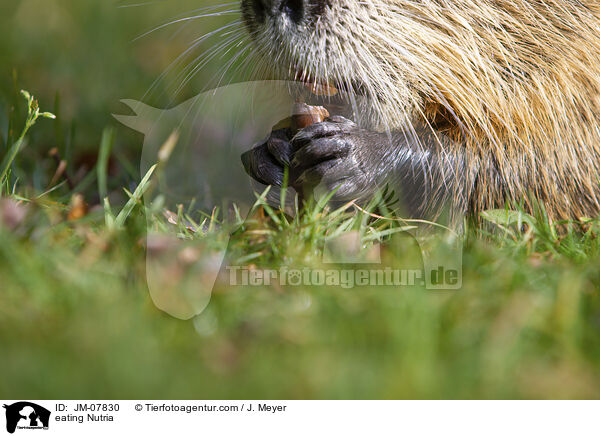 fressender Nutria / eating Nutria / JM-07830