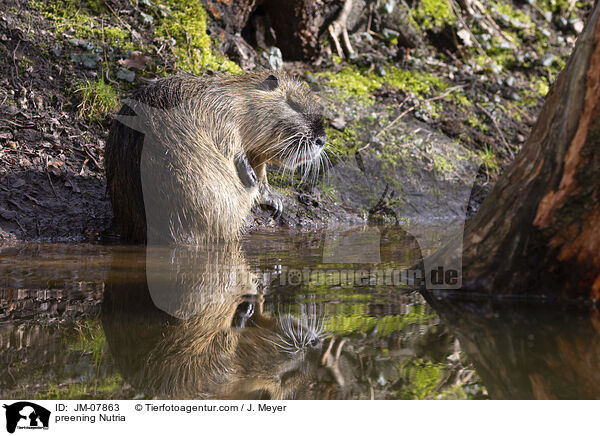 preening Nutria / JM-07863