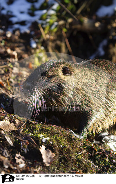 Nutria / Nutria / JM-07925