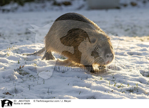 Nutria in winter / JM-07929