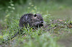 sitting Nutria