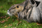 pig and nutria